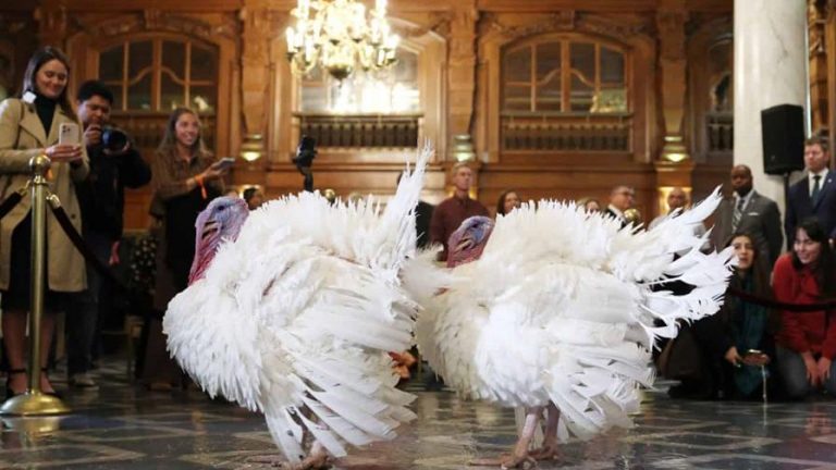 Trump indulta a Gobble y Waddle en la tradicional ceremonia de Acción de Gracias