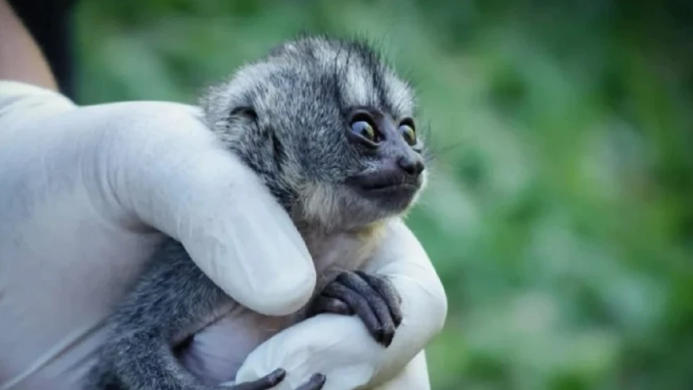 Pareja detenida por comercializar monos nocturnos en peligro de extinción en Luque