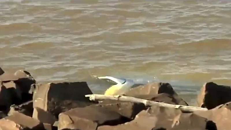 Conductor pierde el control de su camioneta y termina en aguas del río Paraná en Encarnación