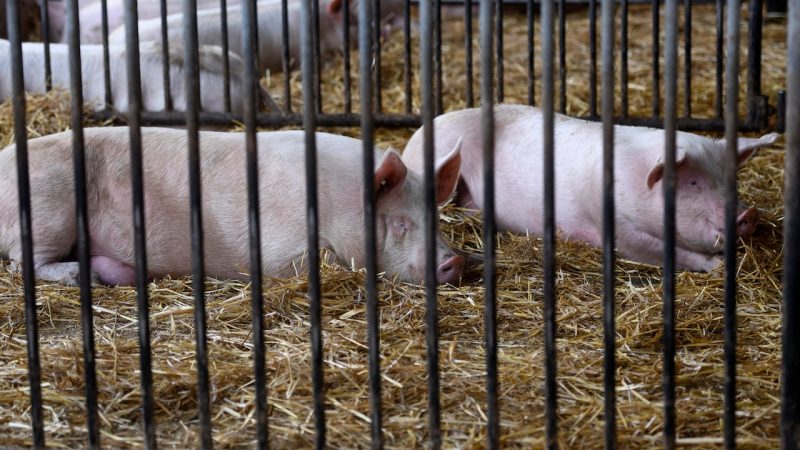 Senacsa prohíbe importar cerdos de España por brote de gripe