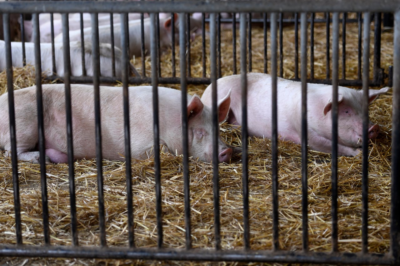 Senacsa prohíbe importar cerdos de España por brote de gripe