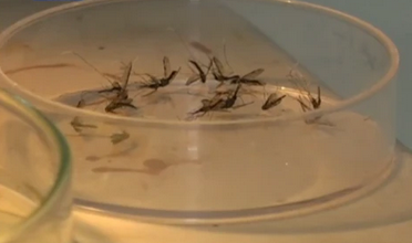 Escenario sanitario inusual, sin dengue pero con repunte de casos respiratorios