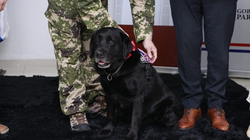 Reconocimiento al Servicio Canino: Homenaje al agente K-9 Rocky