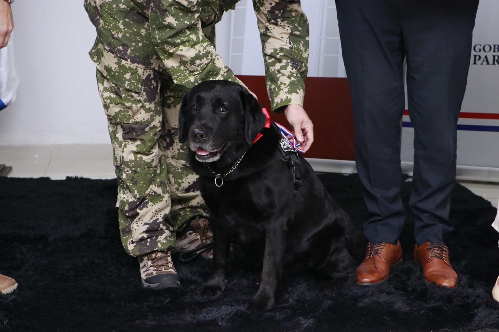 Reconocimiento al Servicio Canino: Homenaje al agente K-9 Rocky