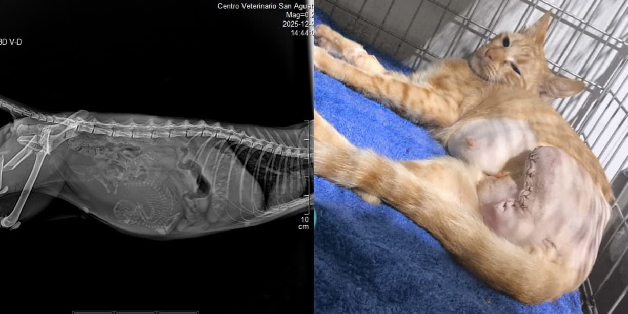 Advierten sobre el sufrimiento animal causado por los fuegos artificiales