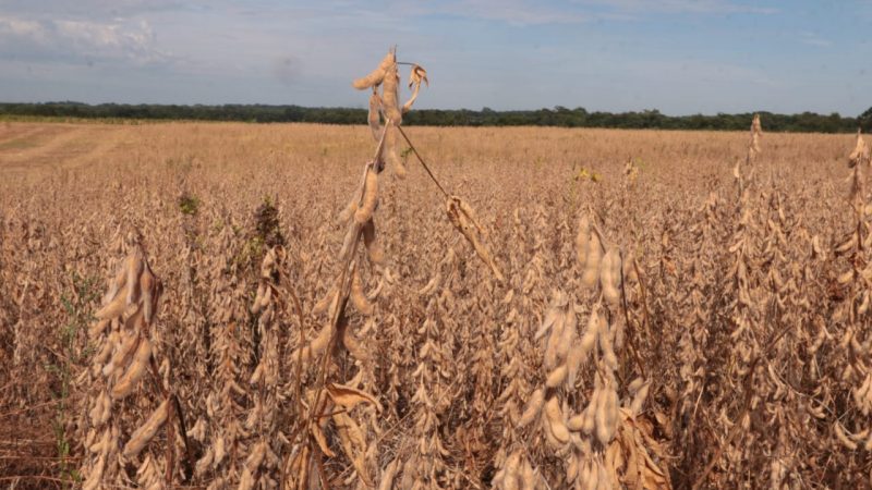 Plantean que Paraguay llegue a las 15 millones de toneladas de soja al año