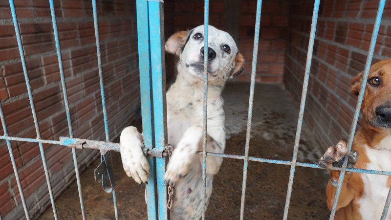 Lucha contra el maltrato animal: crean el primer registro de agresores