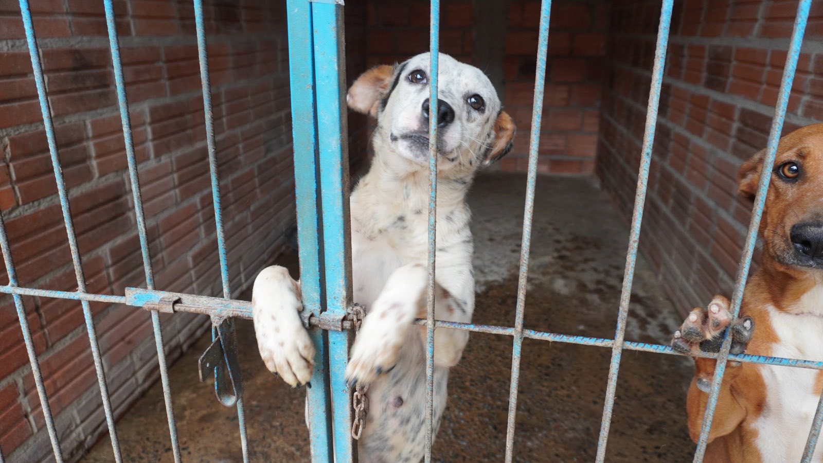 Lucha contra el maltrato animal: crean el primer registro de agresores