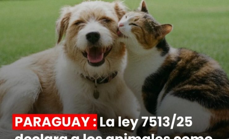 Defensa Animal recuerda vigencia de la Ley 7513/25 que reconoce a los animales como seres sintientes