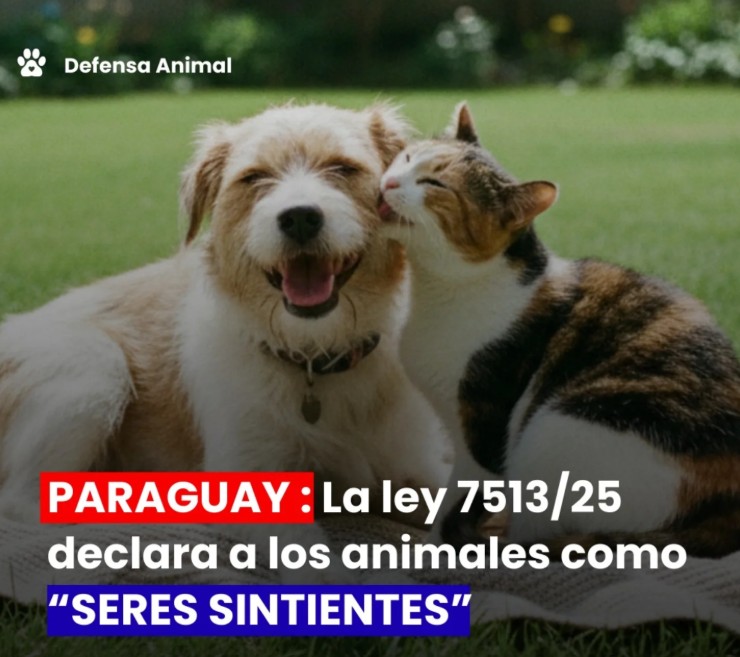 Defensa Animal recuerda vigencia de la Ley 7513/25 que reconoce a los animales como seres sintientes