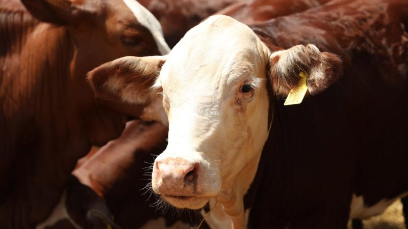 AFD amplia línea de crédito para ganaderos, buscando abaratar precio de la carne