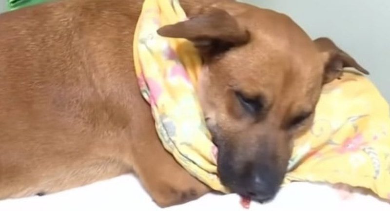 Caso Canela: Defensa Animal actúa de oficio y busca a responsables