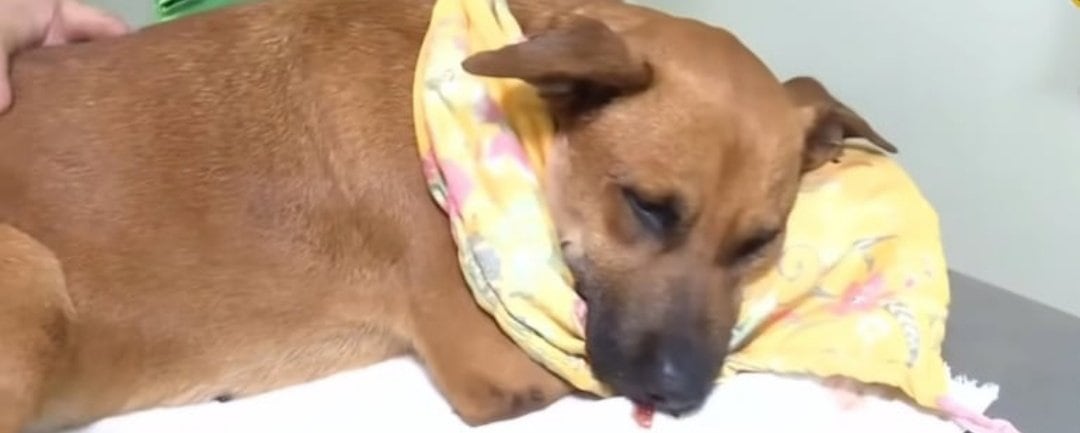 Caso Canela: Defensa Animal actúa de oficio y busca a responsables