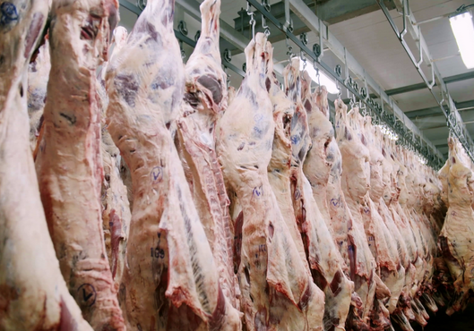 Senacsa reglamenta control sanitario por brucelosis bovina