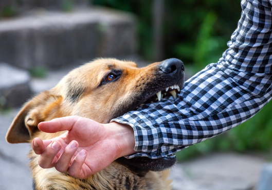 Aumentan casos de mordeduras de perros en niños durante las vacaciones, alertan desde el Hospital de Clínicas