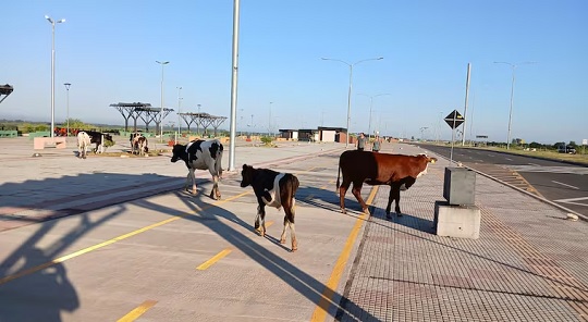 Vacas sueltas en la Costanera: otra mañana insólita en Asunción