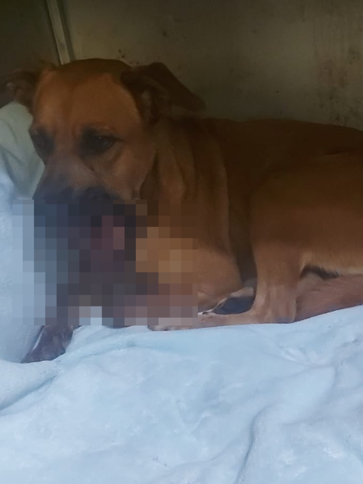 Caso Canela: imputan a adolescente que destrozó la mandíbula de una perrita