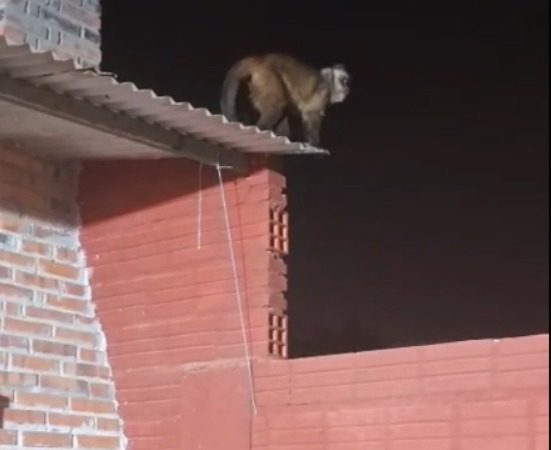 Terror en Loma Pytá: mono suelto ataca a niño de 3 años mientras se cepillaba los dientes