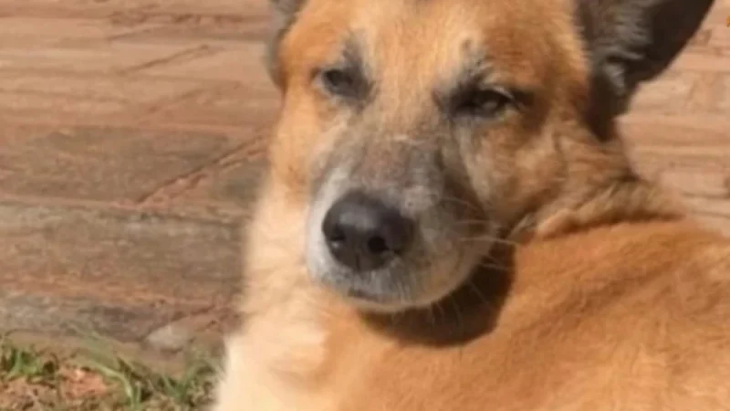 Muere un perro víctima de cebollón en Caaguazú
