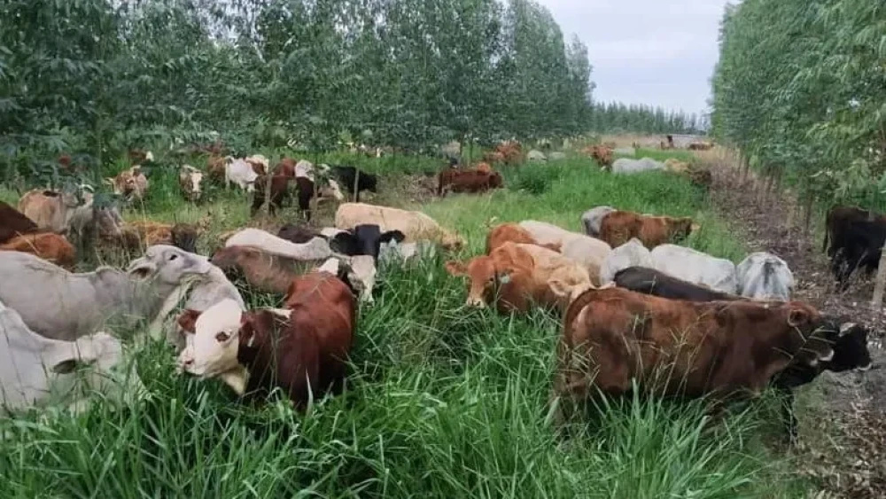 Gobierno proyecta crecimiento del PIB: USD 80.000 millones en 10 años