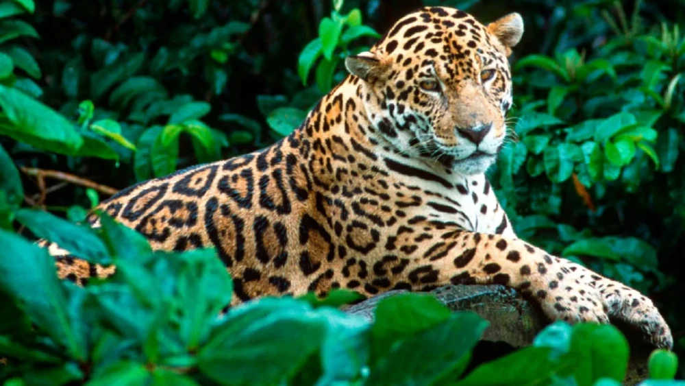 Proyecto busca preservar al yaguareté con un modo amigable de alejarlos de estancias