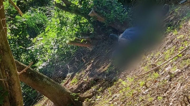 Falleció un hombre tras ser atacado por avispas