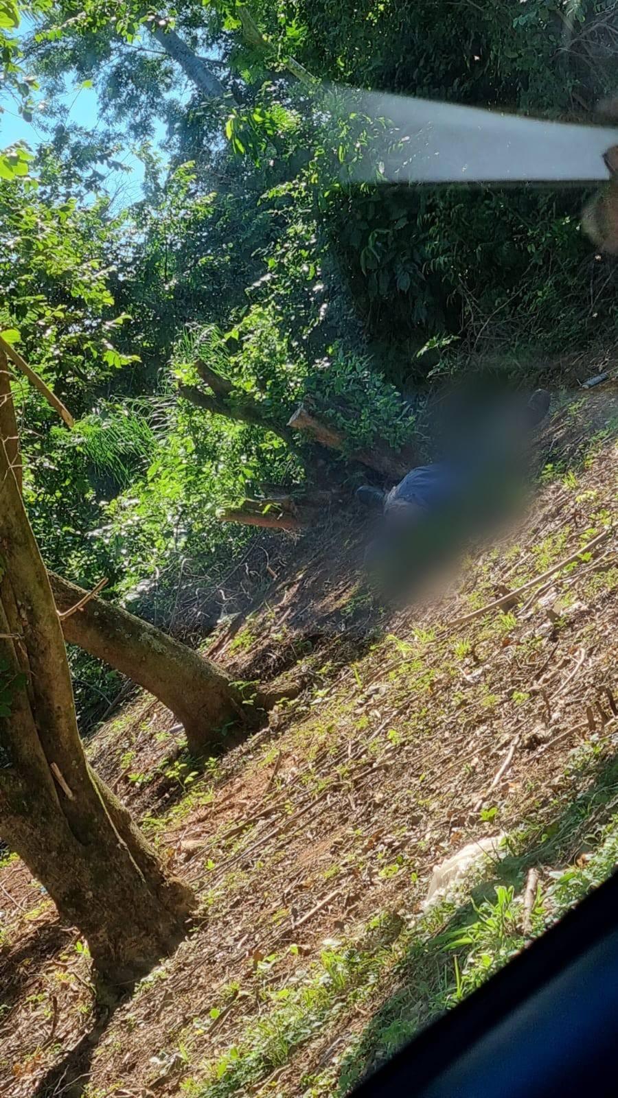 Falleció un hombre tras ser atacado por avispas