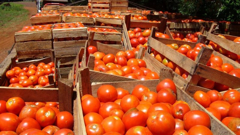 Comampar insta a liberar la importación de tomate para reducir los precios