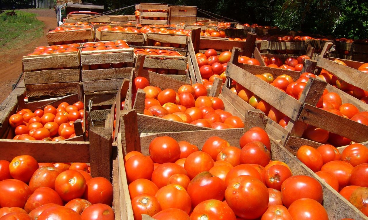 Comampar insta a liberar la importación de tomate para reducir los precios