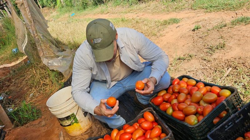No habilitarán importación de tomate: “Estamos teniendo un volumen importante”