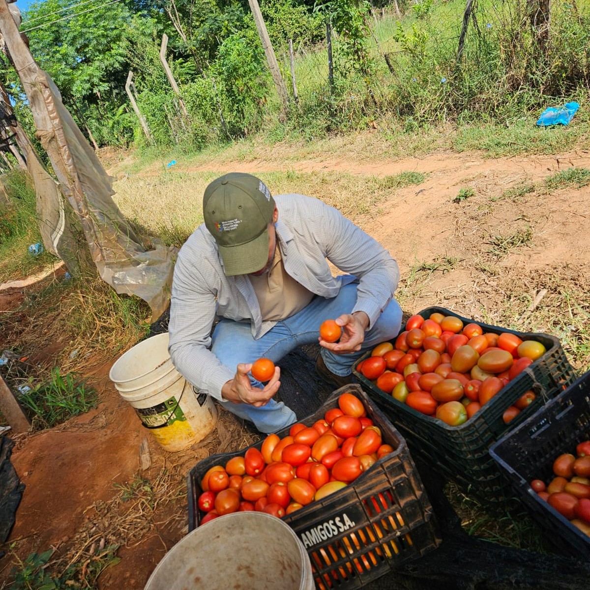 No habilitarán importación de tomate: “Estamos teniendo un volumen importante”