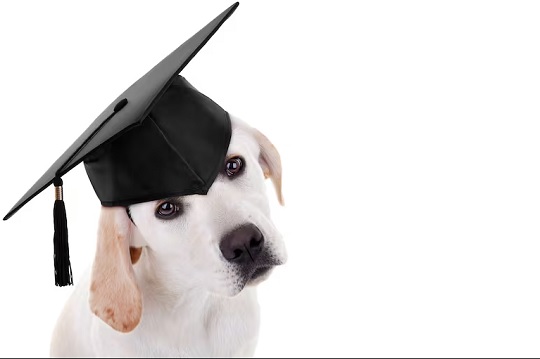 Bienestar Animal será obligatorio en escuelas