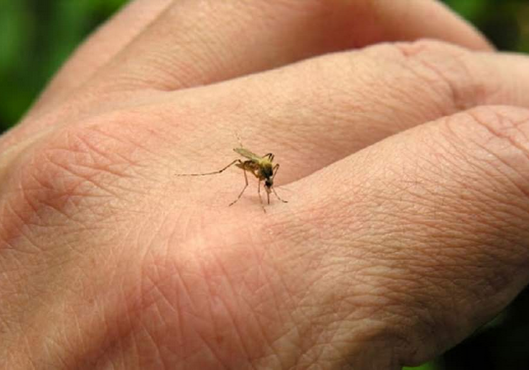 Salud amplia hasta los 39 años el rango etario para vacunación contra el dengue