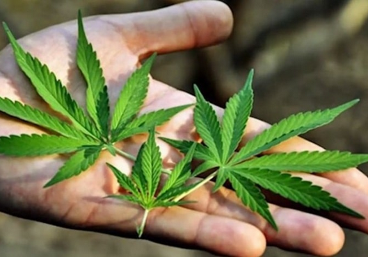 Autorizan comercialización de marihuana medicinal premium bajo receta médica