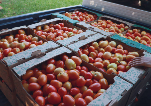 Importadores solicitan al Gobierno habilitar importación de tomates ante escasez y contrabando