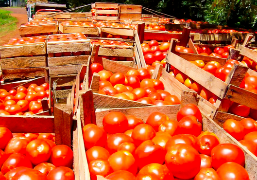 MAG niega escasez de tomate nacional y admite que plan «tomate todo el año» no alcanza» a mayoría de productores