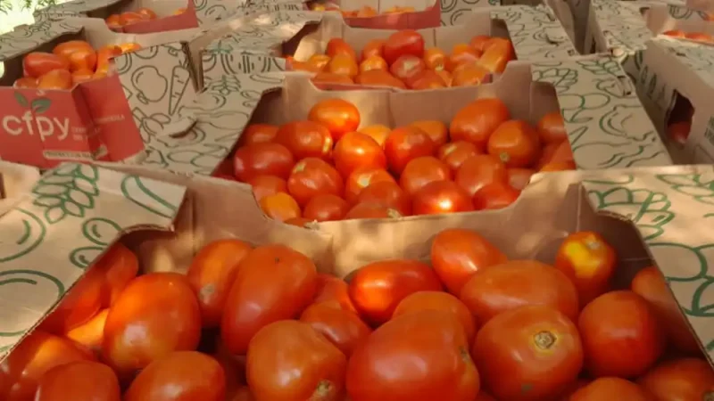 Precio de tomate se dispara a G. 28.000 el kilo: Fuego cruzado entre comerciantes y el MAG